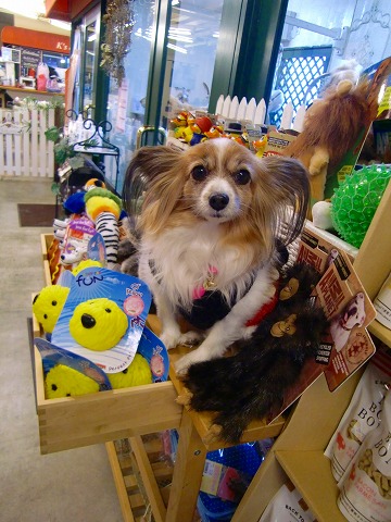 ディスプレイになじむレモンちゃん