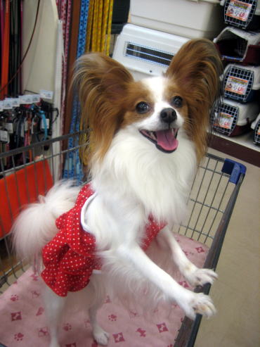 ワンコ用カート大好き♪08.9.15