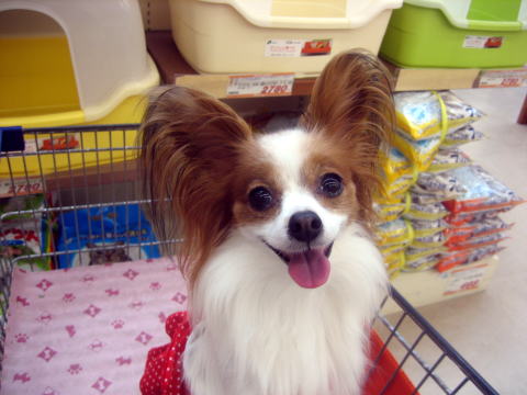 カート大好き♪08.9.15