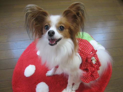 フリルワンピ*イチゴ試着チュウ08.9.17