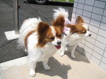 シャンスくんとメルティ☆2007.5.13