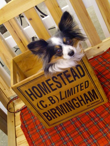 箱入り娘クレちゃん