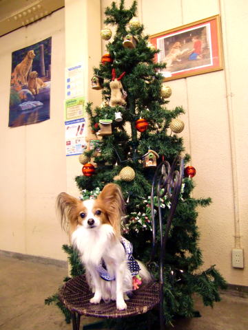 ちょっぴり早いクリスマス★09.11.9