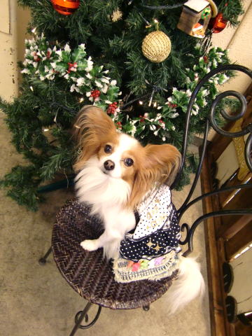 クリスマスツリーと～♪09.11.9