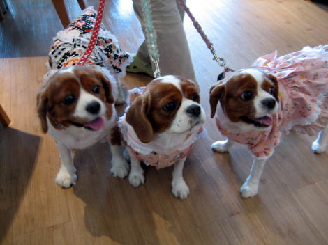 キャーちゃんファミリー08.8.15