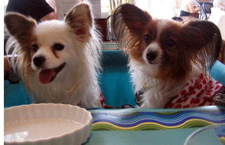 ジュラちゃんレモンちゃん★08.8.15