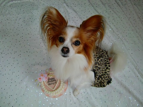 ( ^-^)/:★*☆オメデト♪めるてぃ