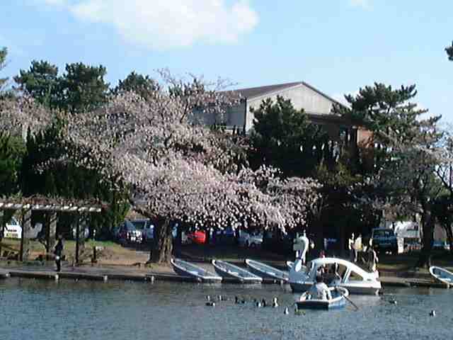 桜とボート