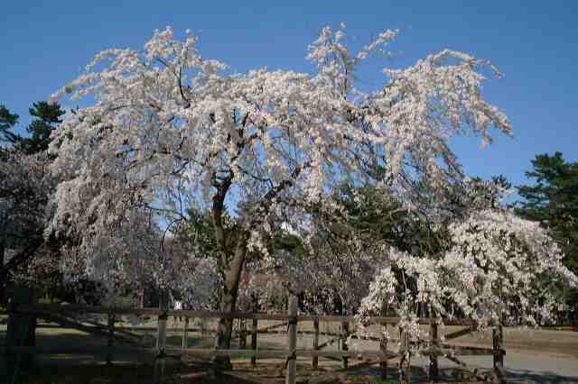 しだれ桜全景