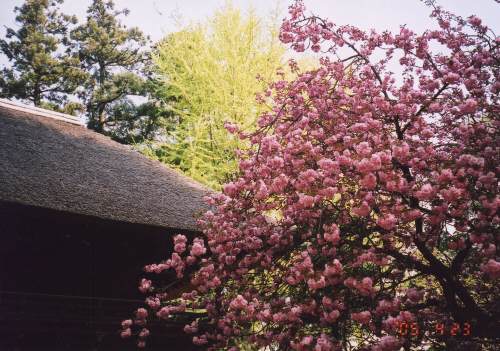 八重桜