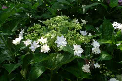 墨田の花火