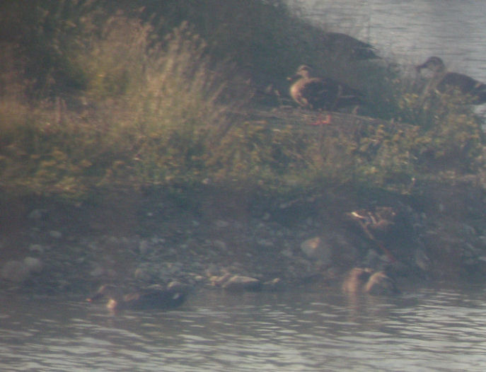 0610271527ｶﾙｶﾞゴル場2