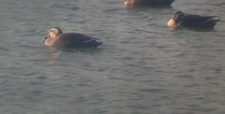 0610271521ｶﾙｶﾞゴル場3