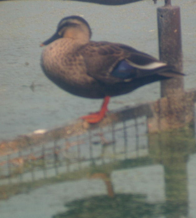 0610271324カルガ1