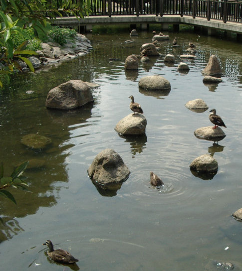 07.825.13-37昆陽池4