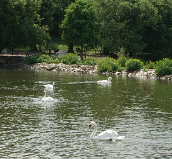 07.8.25.13-43.2昆陽池7