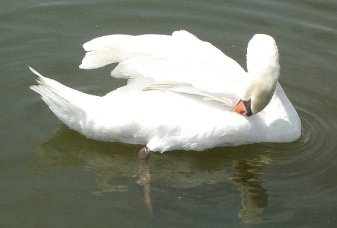 07.8.25.13-44昆陽池8