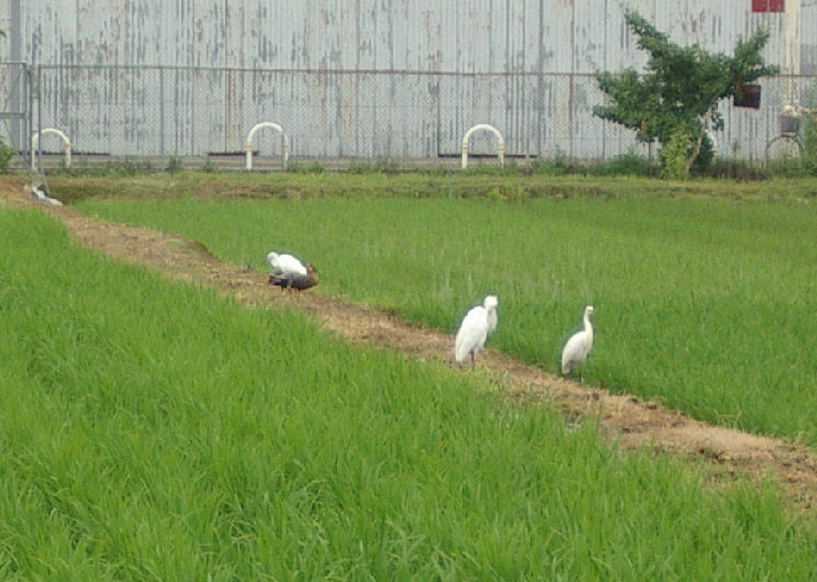 0707.7.12.53府立大11