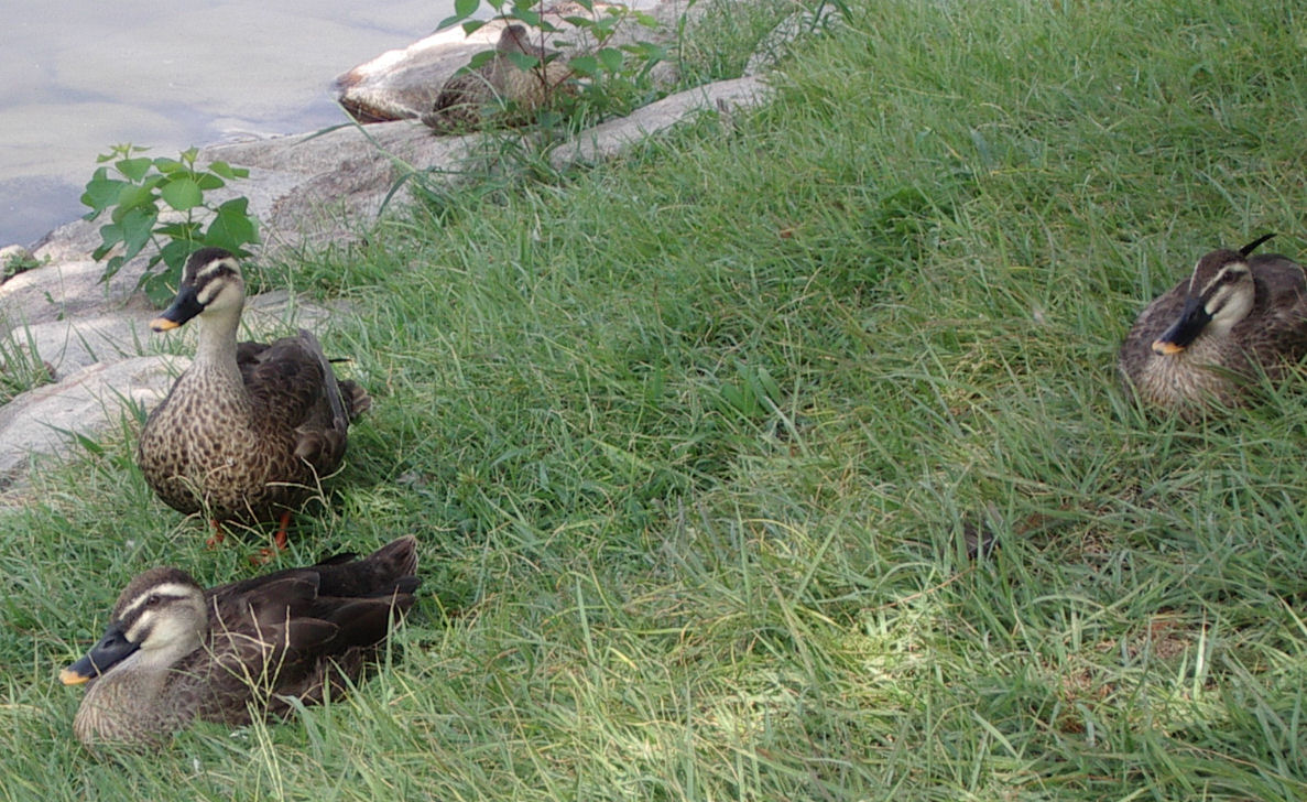 07.8.25.13-48昆陽池12