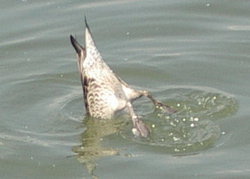 07.8.25.13-50昆陽池13