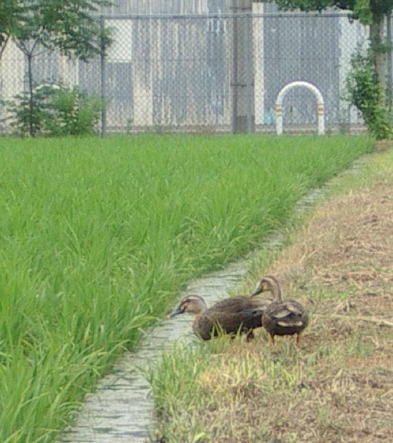 0707.7.12.59.2府立大16