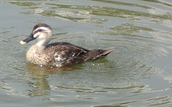 07.8.25.14-09昆陽池17