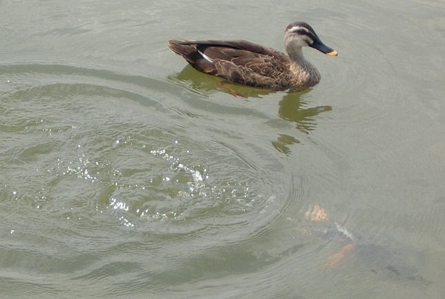 07.8.25.14-10.2昆陽池21縮小