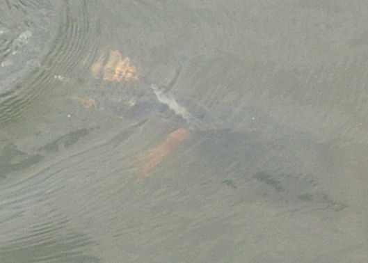 07.8.25.14-10.2昆陽池21-原寸切取