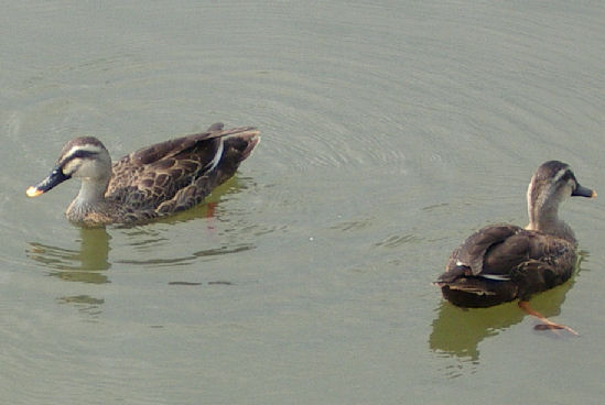 07.8.25.14-10.3昆陽池22