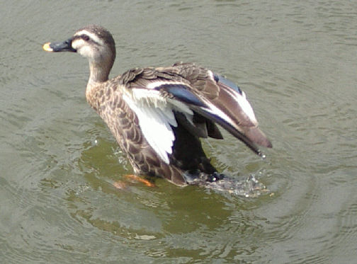 07.8.25.14-10.4昆陽池23