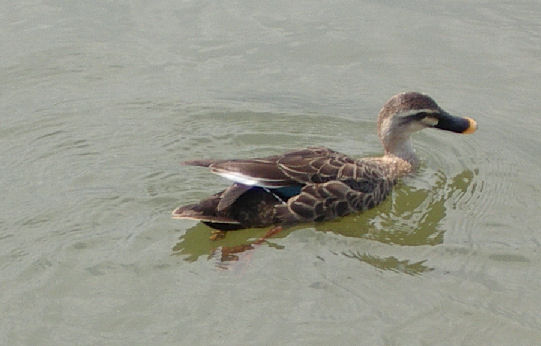 07.8.25.14-10.5昆陽池24