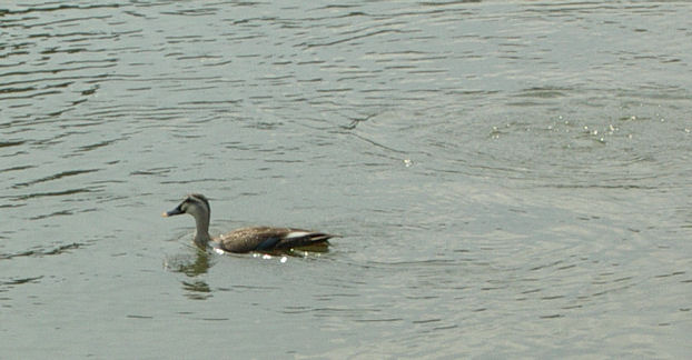 07.8.25.14-13昆陽池25