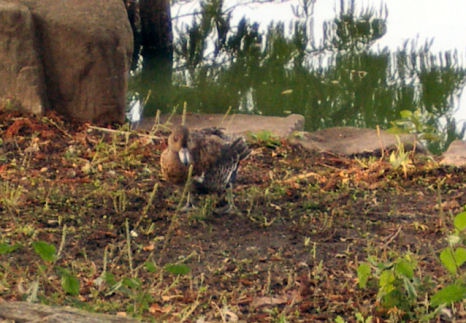 0610180813ヒドリ3