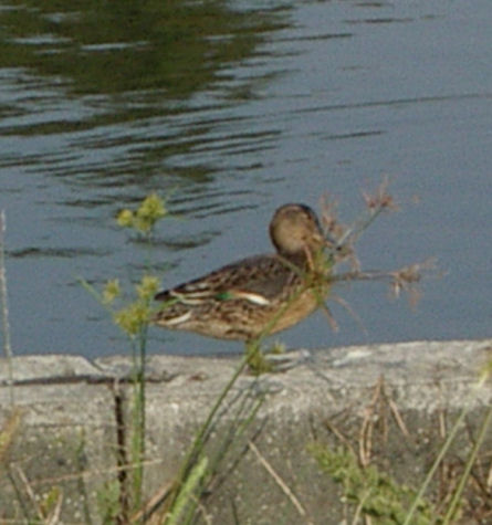 0610180822コガモ1