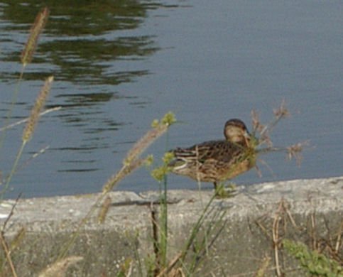 0610180823コガモ2