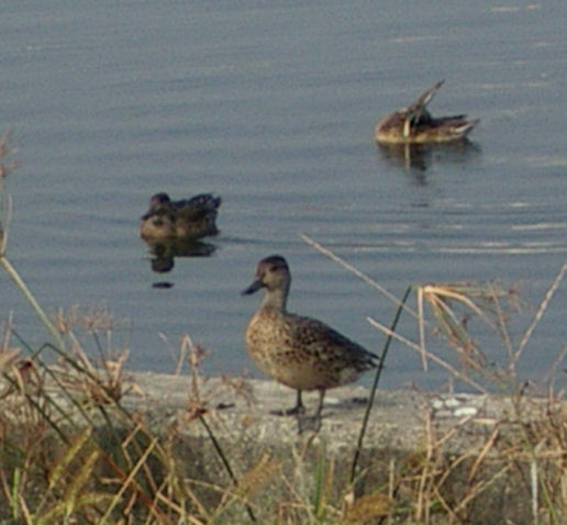 0610180844コガモ3