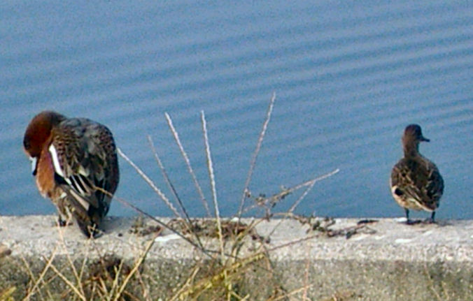 0610180843ヒド-コガ