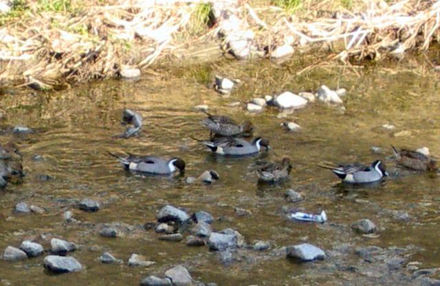 1西除川070110.14.43