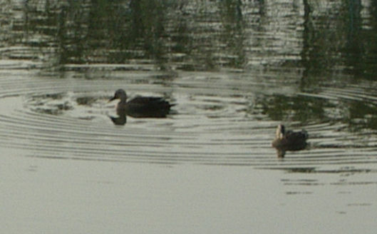 06年10/18-8時菰池
