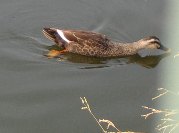 0610180805カルガ1