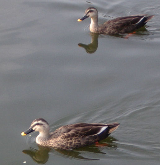 0610180805カルガ2