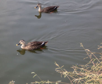 0610180805カルガ縮小