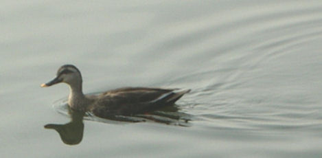 0610180805カルガ3