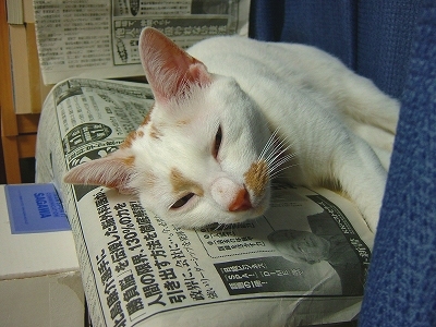 おねむのきなこ