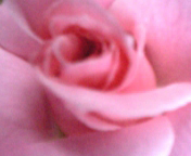 pinkrose2005