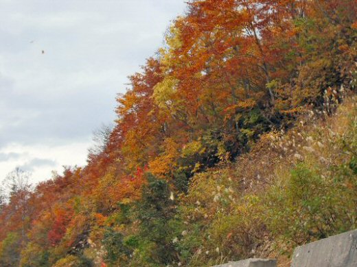 幸生紅葉042