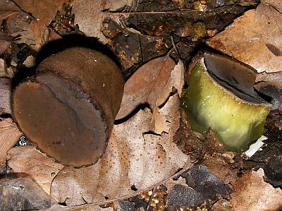 オオゴムタケ(クロチャワンタケ科オオゴムタケ属)