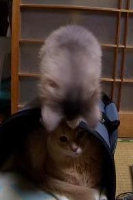 う～、唸ってます←重千代が