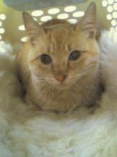 いななん＠動物病院