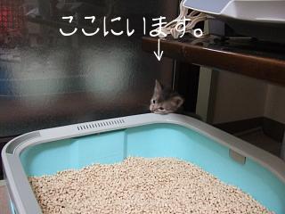 トイレ、でっかー！！